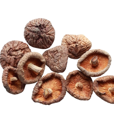 100g 250g 1kg 3kg ξεραίνουν το μανιτάρι Shiitake με IFS ISO HACCP BRC